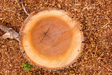 cut wood