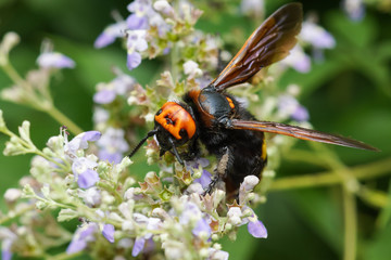 Scola is a giant, or a spotted Scola (lat. Megascolia maculata = lat. Scolia maculata) is a species of large wasps from the family of scaly - collecting nectar on a lavender flower 