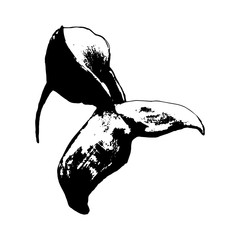 Naklejka premium The tail of a large whale - graphic drawing on white background, vector