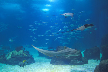 Fototapeta na wymiar Fish in oceanarium in Lisbon Portugal