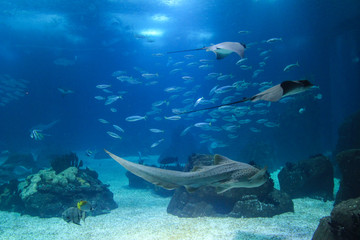 Fototapeta premium Fish in oceanarium in Lisbon Portugal