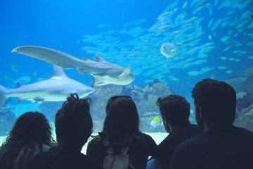 People watching fishes in a Oceanarium. Lisbon in Portugal