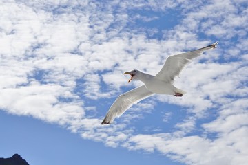 A seagull bird flying in the sky with its beak wide open
