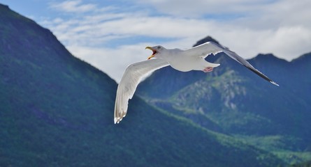 A seagull bird flying in the sky with its beak wide open