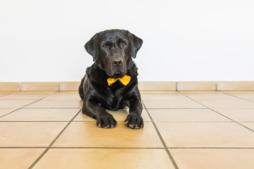 Portrait of a black labrador with yellow bowtie looking at the camera. Front view