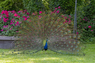 Obraz premium Pavone