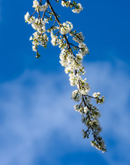Cherry blossoms in spring California
