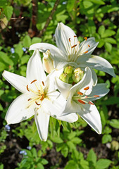 Fototapeta premium White lilies in the summer garden