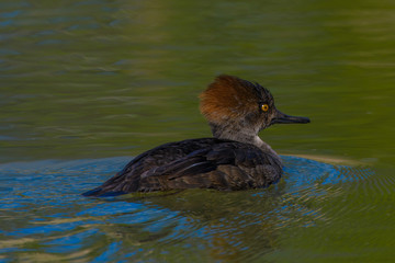 Female Common Merganser swimming in pond
