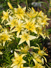 Many Yellow lilies in the summer garden