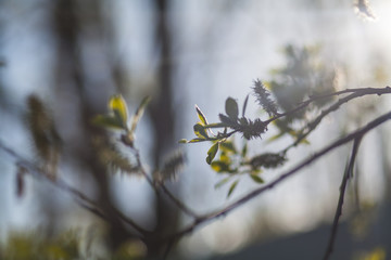 Появление первых листочков в лесу весной