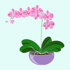 Vector illustration. Beautiful Phalaenopsis Orchid in a purple flower pot.