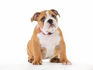 Brown And White Mops Dog