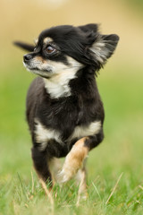 Chihuahua Dog Outdoors