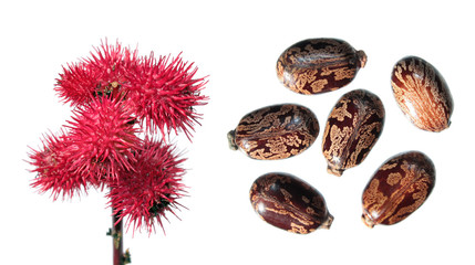 Red fruits of Ricinus isolated on white. Seeds of Castor Bean Plant (Ricinus communis) on white background - 139367373