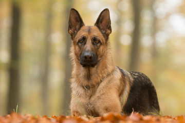 German Shepherd Dog