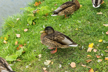 Mallard on a grassy lake shore in the heart of the city. Dwelling houses around the lake.