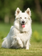 Dog in nature