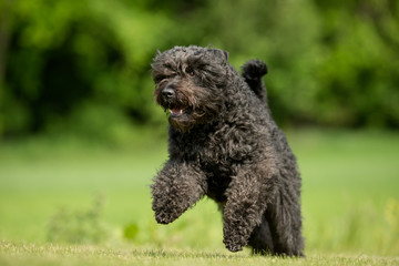 Dog outdoors in nature