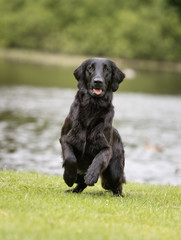 Flatcoated retriever dog