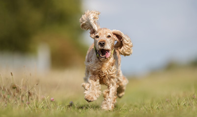 Cocker spaniel dog