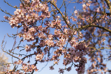 almond tree flowers on blue sky. Spring season