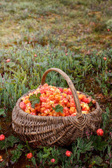 Fototapeta na wymiar Basket full of cloudberry on the bog. North Karelia. Russia