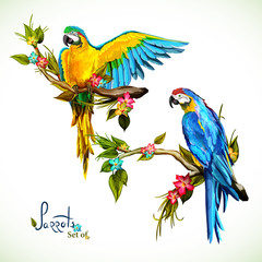 Illustration of two parrots on the tropical branches with leaves. Hand drawn, vector stock 