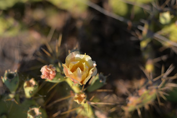 Blooming beautiful cactus flower, closeup image on sunny outdoors background