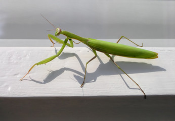 Big green praying mantis casting its shadow sits on white wooden window frame in sunlight. Close up view