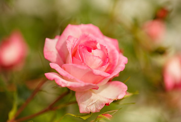 roses growing in the garden
