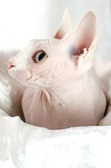 Sphinx cat in a basket