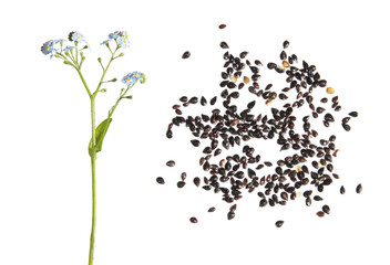 Wood forget-me-not plant (Myosotis sylvatica). Flower and seeds isolated on white background