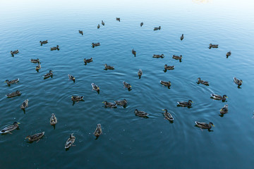 Mallard in the blue water of the lake in the city center. Dwelling houses around the lake.