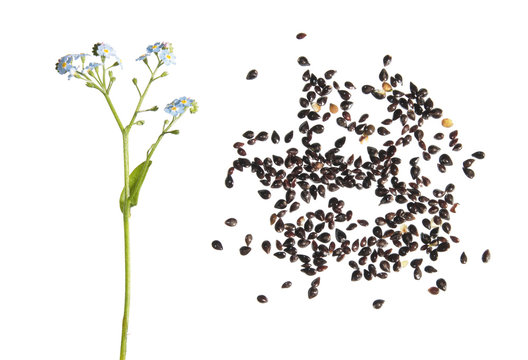 7 Best Myosotis Sylvatica Images Stock Photos Vectors Adobe Stock 7 Best Myosotis Sylvatica Images Stock Photos Vectors Adobe Stock