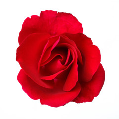 Red rose on the white background