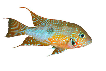 Mexican Fire Mouth (Thorichthys ellioti) - male, isolated