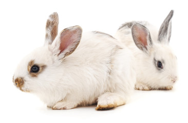 Two white rabbits.