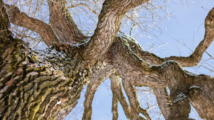 Fototapeta na wymiar Tree Branch