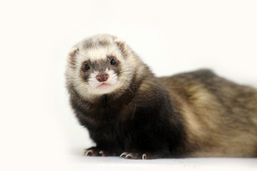 Ferret