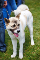 White alabai big dog