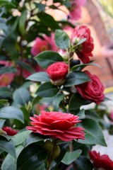 Pianta di camelia rossa fiorita