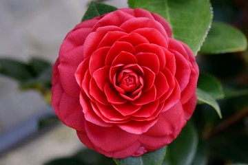 Fiore di camelia rossa