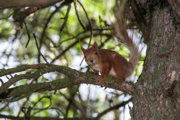 Cute Adorable Squirrel on a Tree Branch Summer.