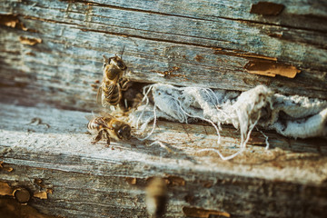 Bees At The Entrance To The Hive. Close-Up. Macro. Deep Of Field. Vintage, Grunge Version.