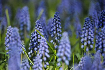 Muscari flowers