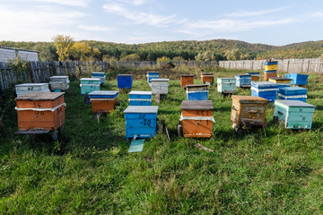 Wooden Beehives. Apiary.