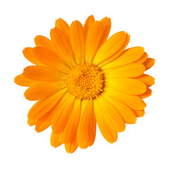 yellow Marigold flower isolated on white background