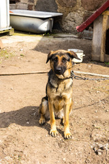 Three-month puppy tethered chain. Night watchman in a rustic farm.