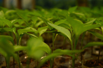 chili tree seedlings